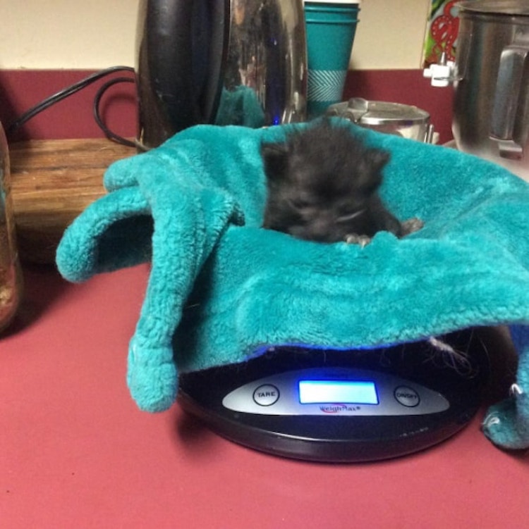Winnie-cat-3.jpg
