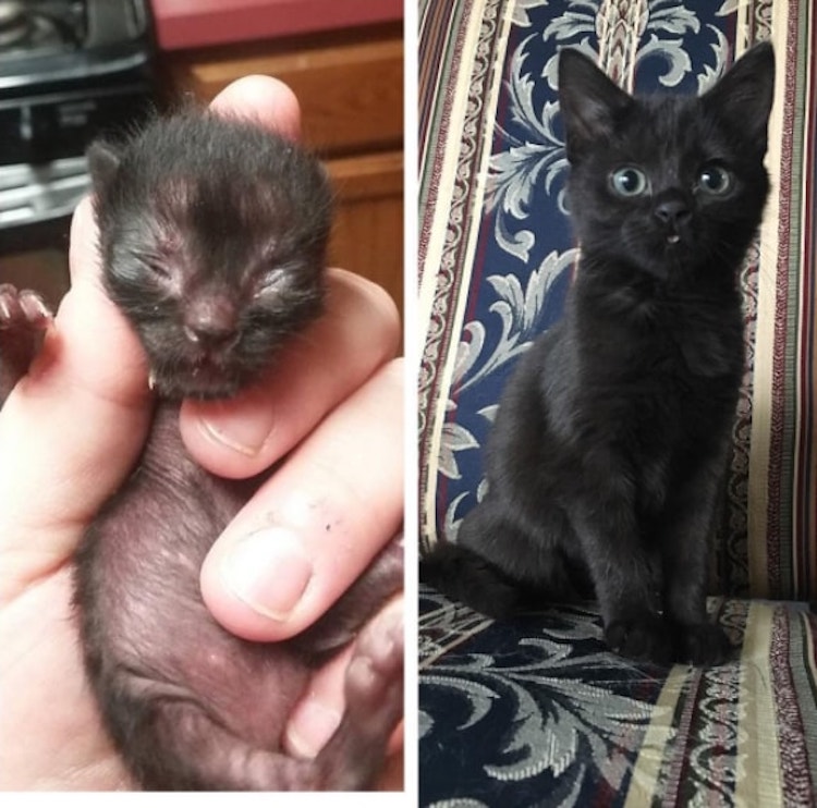 Winnie-cat-4.jpg