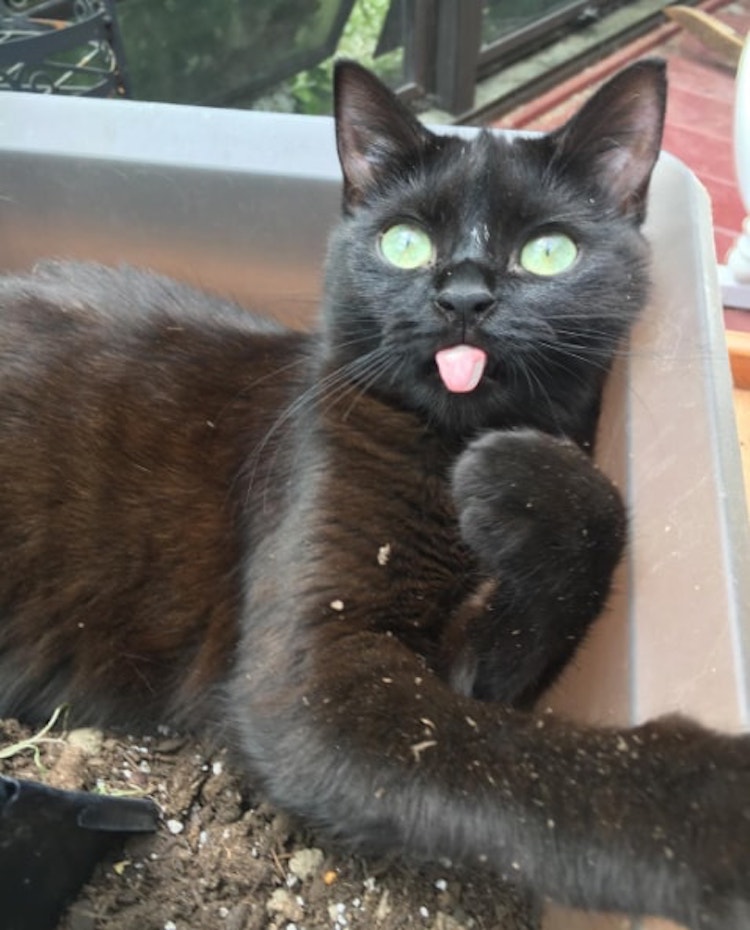 Winnie-cat-5.jpg
