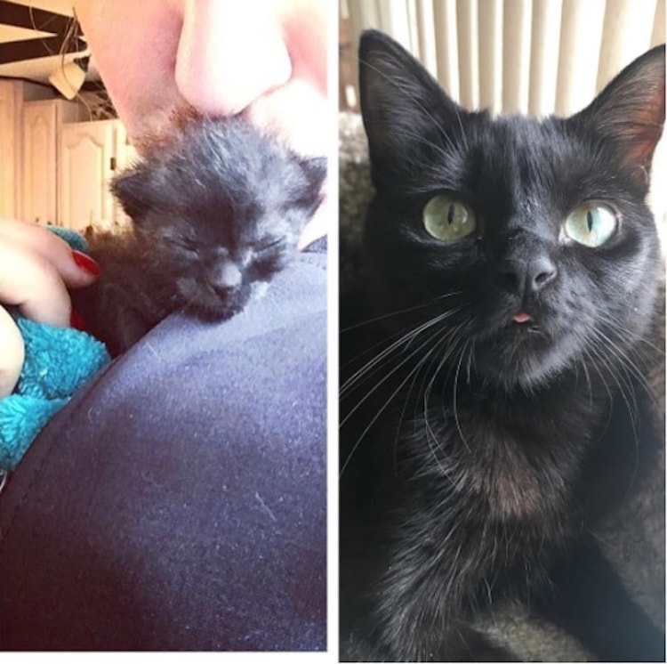 Winnie-cat-7.jpg