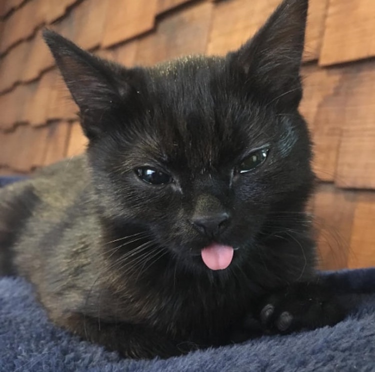 Winnie-cat-8.jpg
