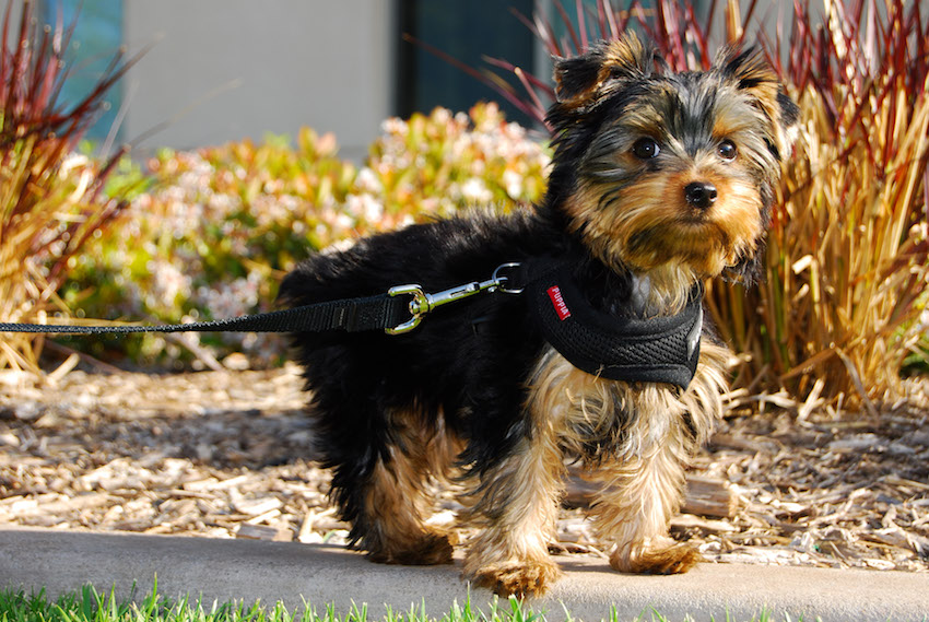 Winston_a_Yorkshire_Terrier_puppy.jpg
