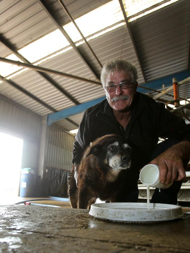 Worlds-Oldest-Dog-8.jpg
