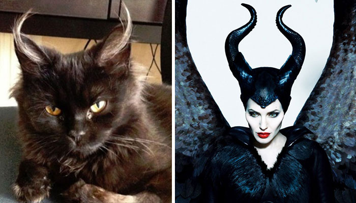 XX-Cats-That-Look-Like-Other-Things__700.jpg