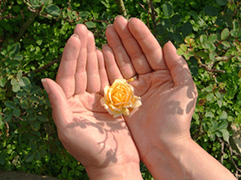 Yellow-rose-grief-end-of-life-care.gif