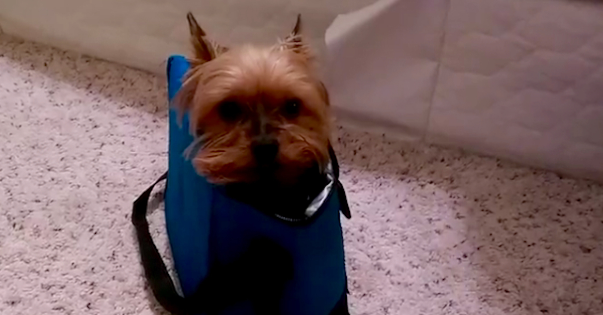 Yorkie In A Lunchbox