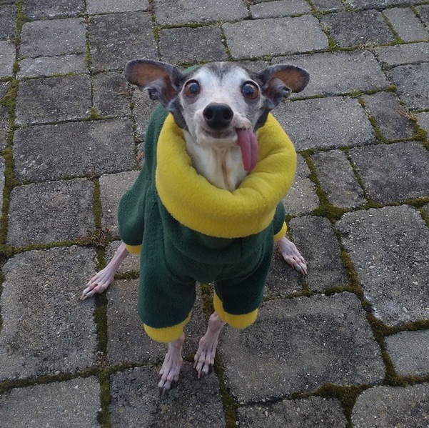 Zappa-Green-Bay-Packers-outfit.jpg