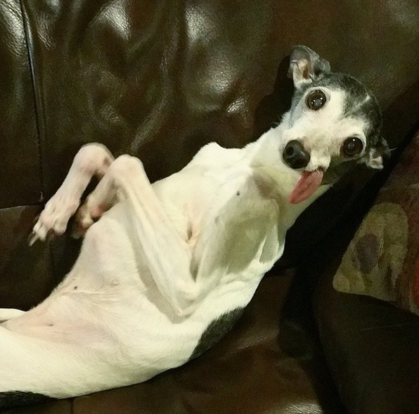 Zappa-Greyhound-3.jpg