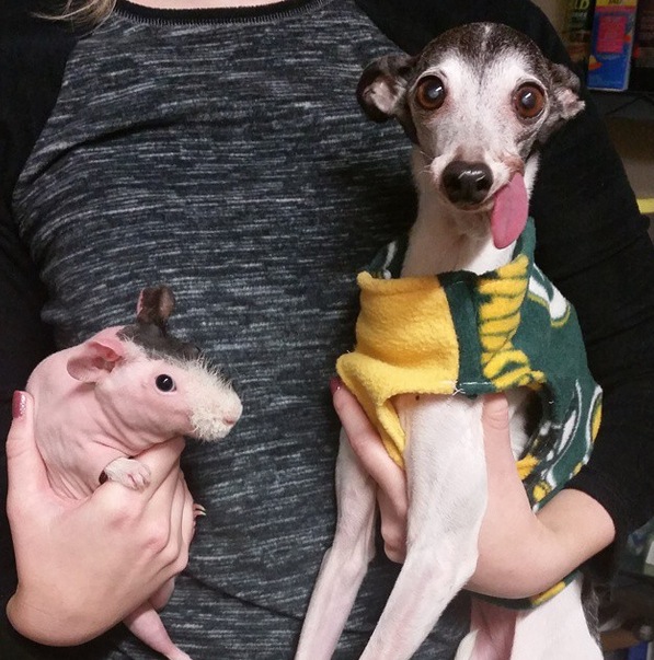 Zappa-Italian-Greyhound-2.jpg