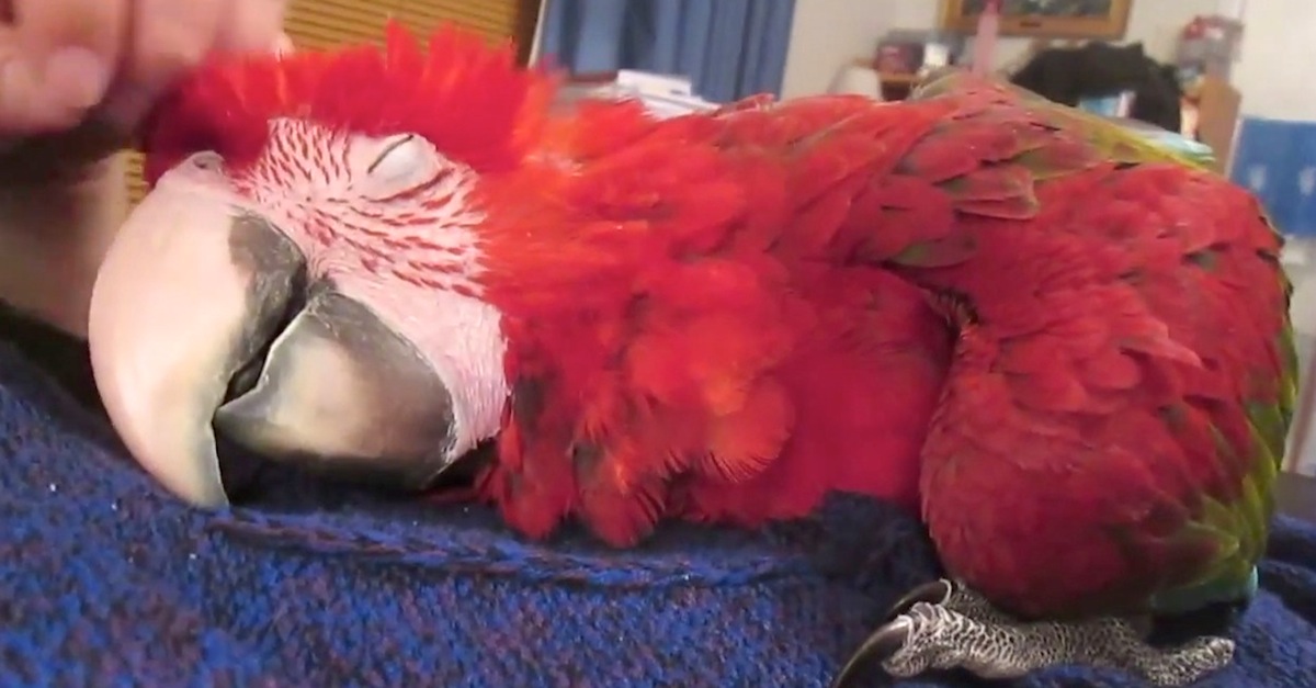 Zaro the Parrot Relaxing