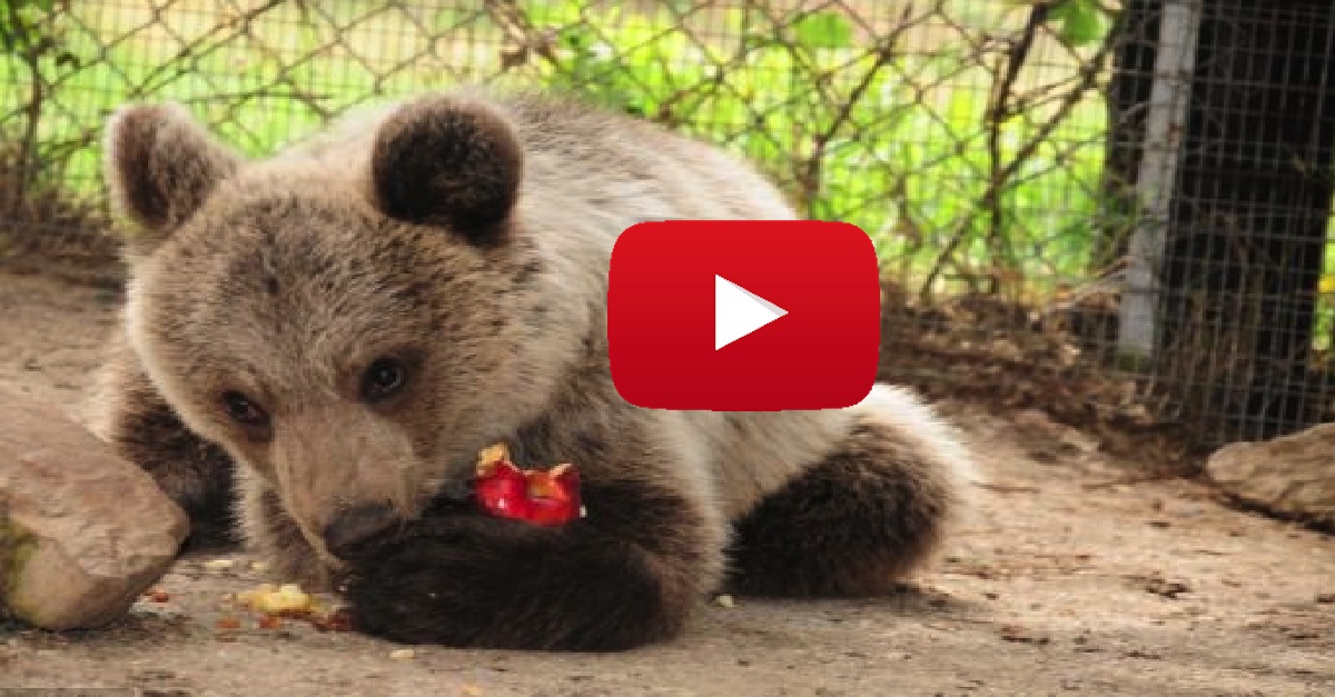 Zoe Bear Cub Orphaned