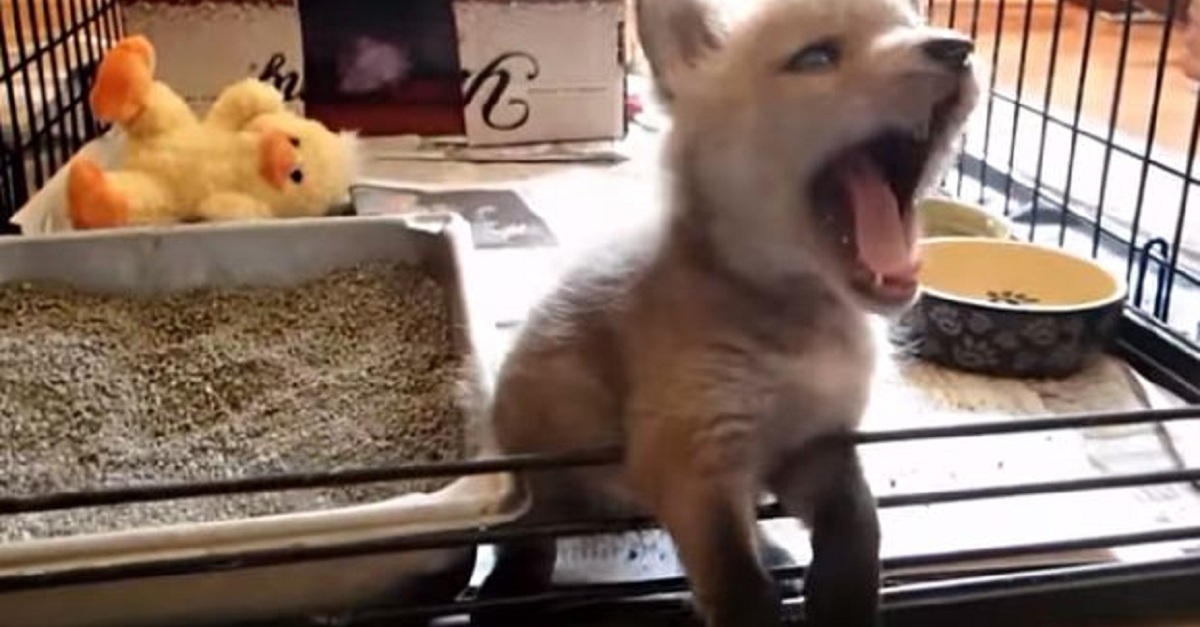 a-baby-fox-has-been-rescued