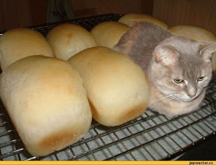 a-cat-pie.jpeg