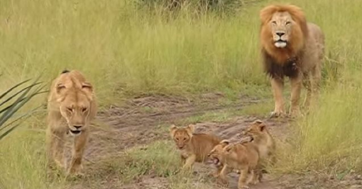 a-lion-and-his-cubs-spotted-in-the-wild