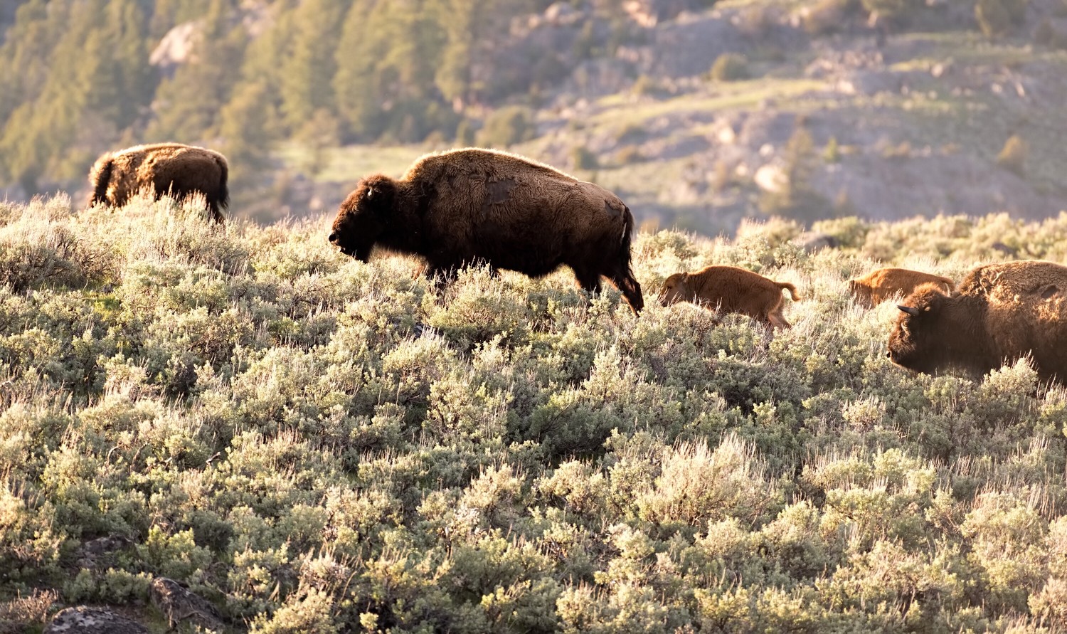 a-north-american-bison-leads-its-calf-to-graze-in-yellowstone-national-park_t20_VKN4Bl.jpg