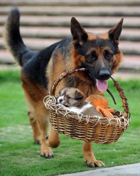 a.baa-Big-dog-carry-for-little-pup.jpg a.baa-Big-dog-carry-for-little-pup.jpg