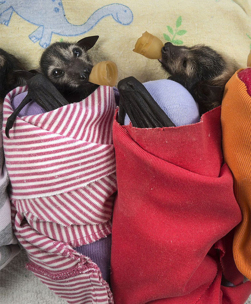 abandoned-baby-bat-pup-tolga-bat-hospital-11.jpg