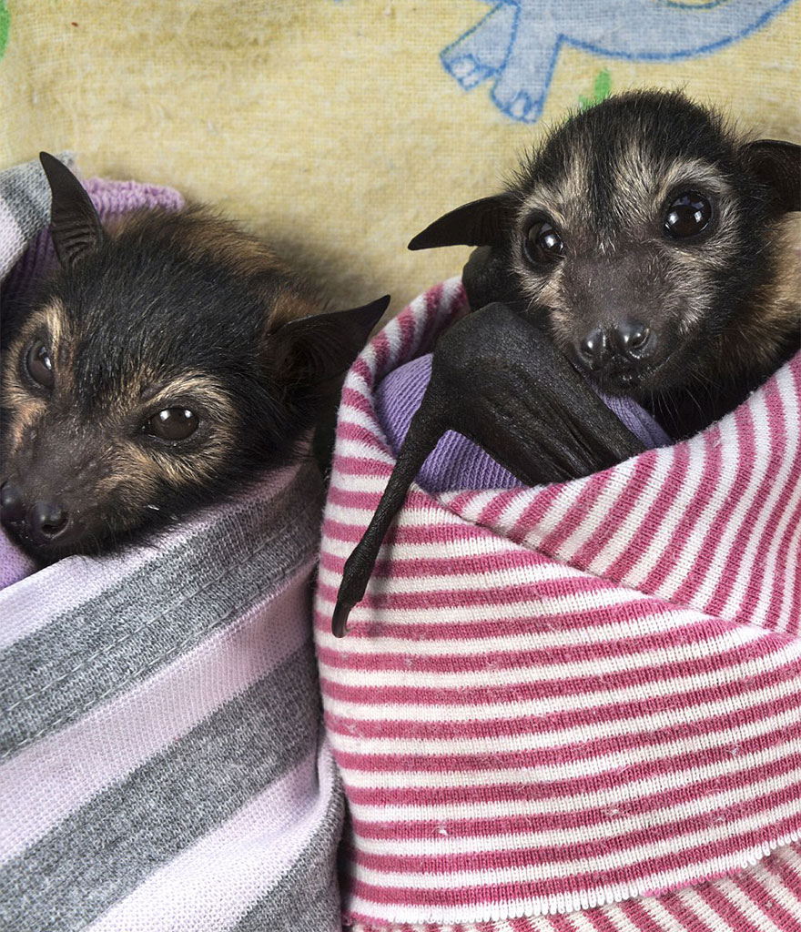 abandoned-baby-bat-pup-tolga-bat-hospital-12.jpg