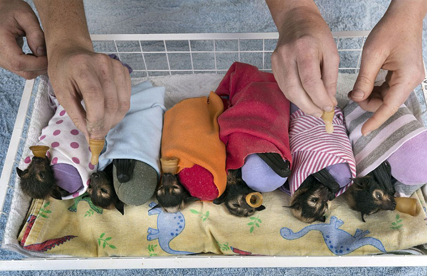 abandoned-baby-bat-pup-tolga-bat-hospital-13.jpg