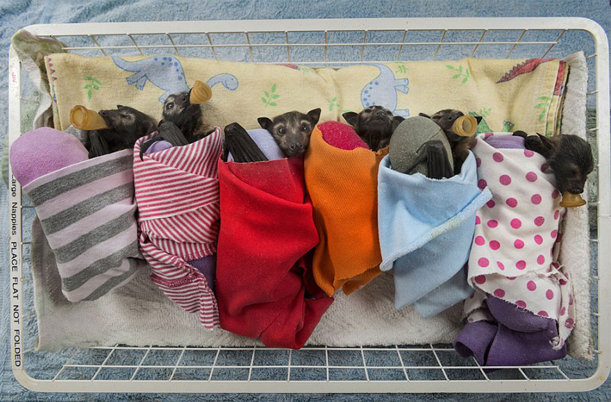 abandoned-baby-bat-pup-tolga-bat-hospital-15.jpg
