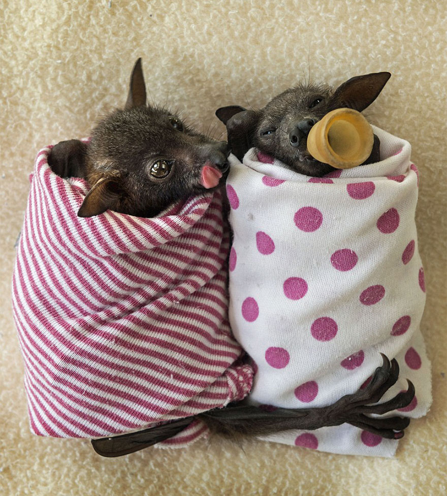 abandoned-baby-bat-pup-tolga-bat-hospital-16.jpg