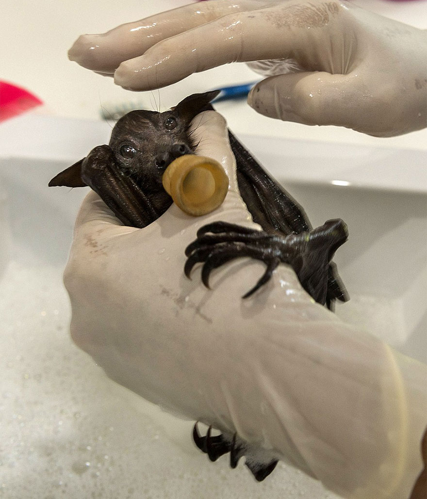 abandoned-baby-bat-pup-tolga-bat-hospital-8.jpg
