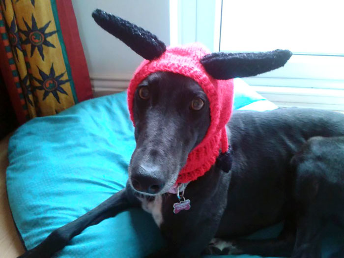 abandoned-greyhounds-christmas-sweaters-knitted-with-love-jan-brown-10.jpg