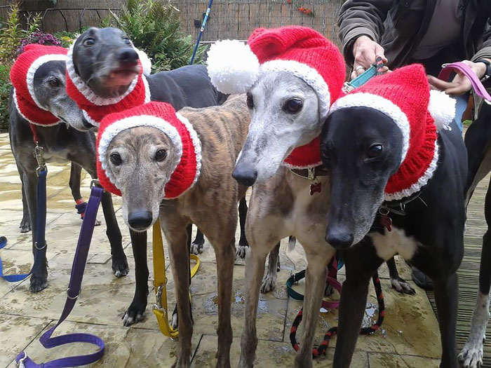 abandoned-greyhounds-christmas-sweaters-knitted-with-love-jan-brown-2.jpg