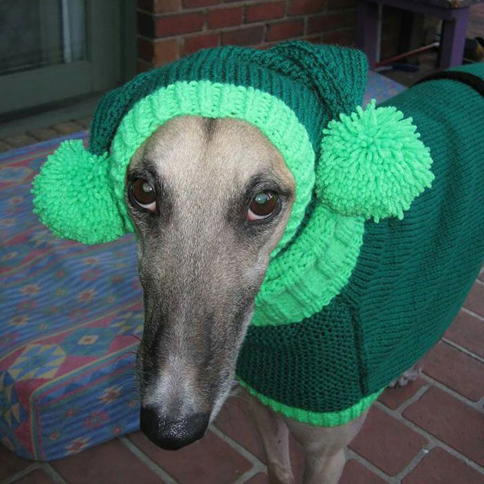 abandoned-greyhounds-christmas-sweaters-knitted-with-love-jan-brown-4.jpg