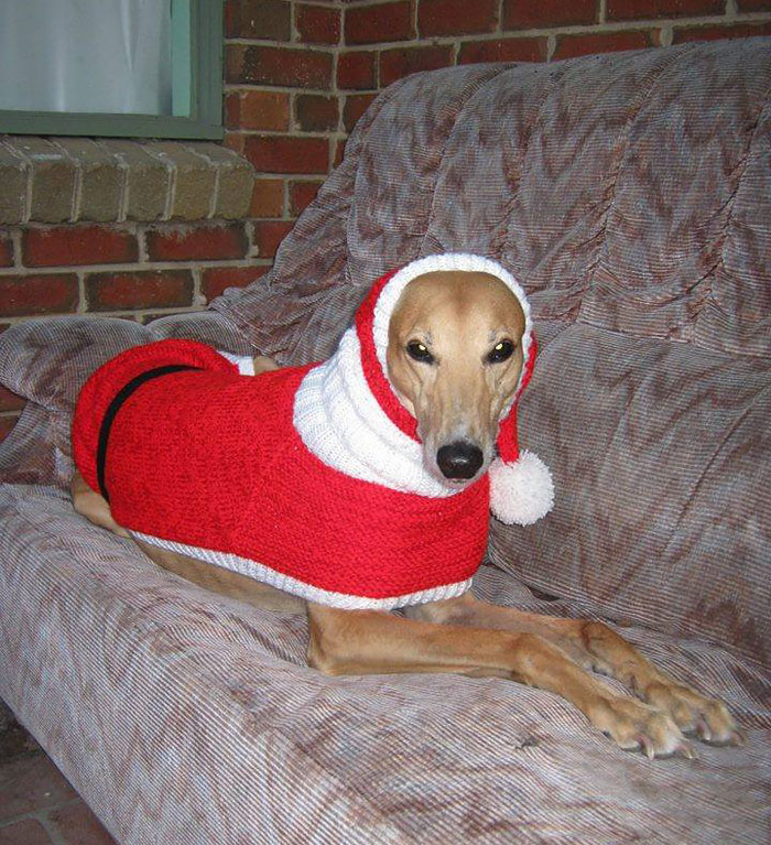 abandoned-greyhounds-christmas-sweaters-knitted-with-love-jan-brown-5.jpg