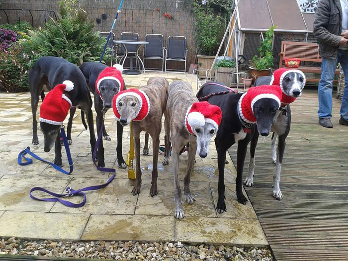 abandoned-greyhounds-christmas-sweaters-knitted-with-love-jan-brown-9.jpg