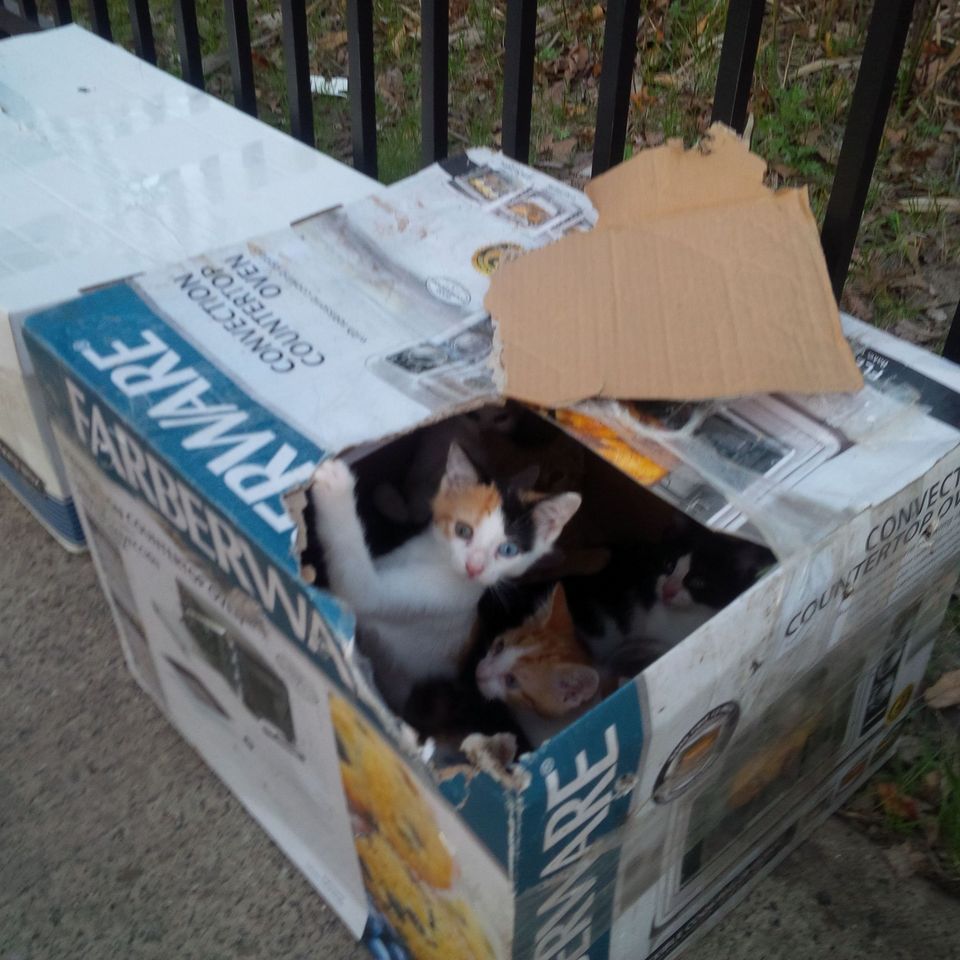 abandoned-kittens-bloomfield-2.jpg
