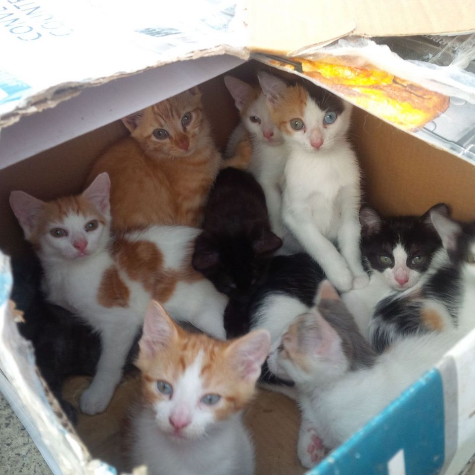 abandoned-kittens-bloomfield-21.jpg