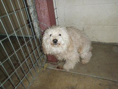 adopt13.jpg