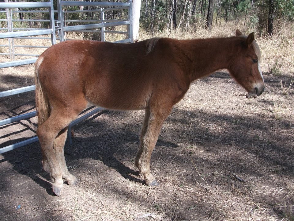 adopt15.jpg