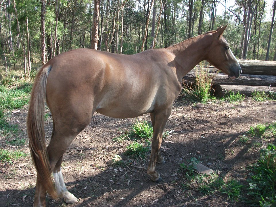 adopt16.jpg