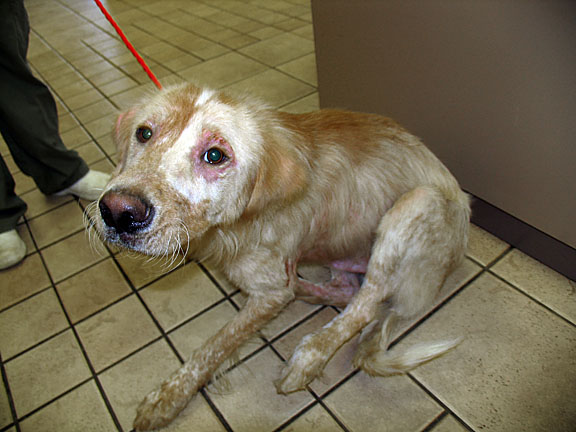 adopt17.jpg