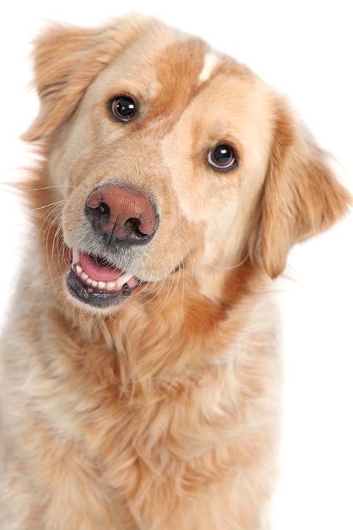 adopt18.jpg