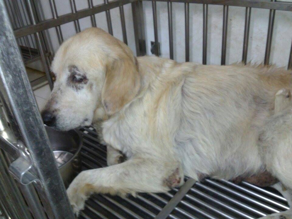 adopt19.jpg