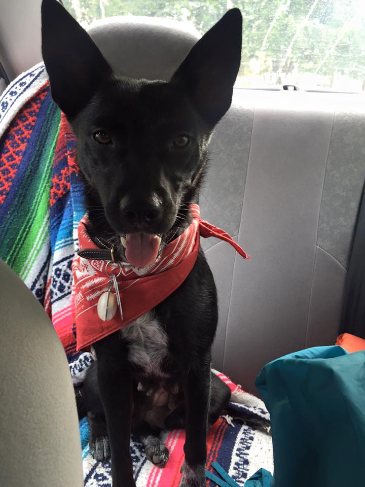 adopt2.jpg
