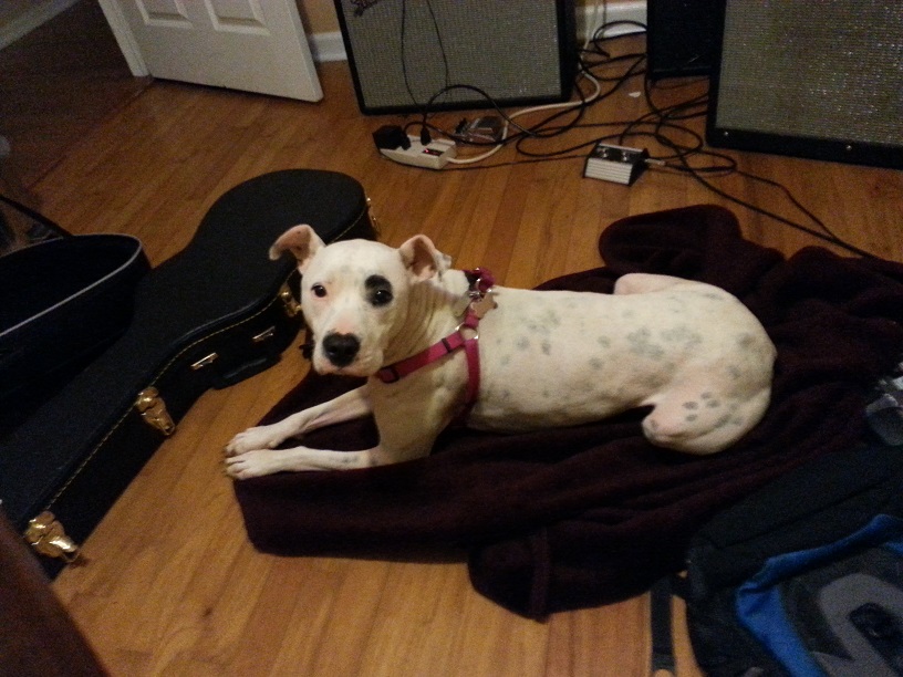 adopt22.jpg