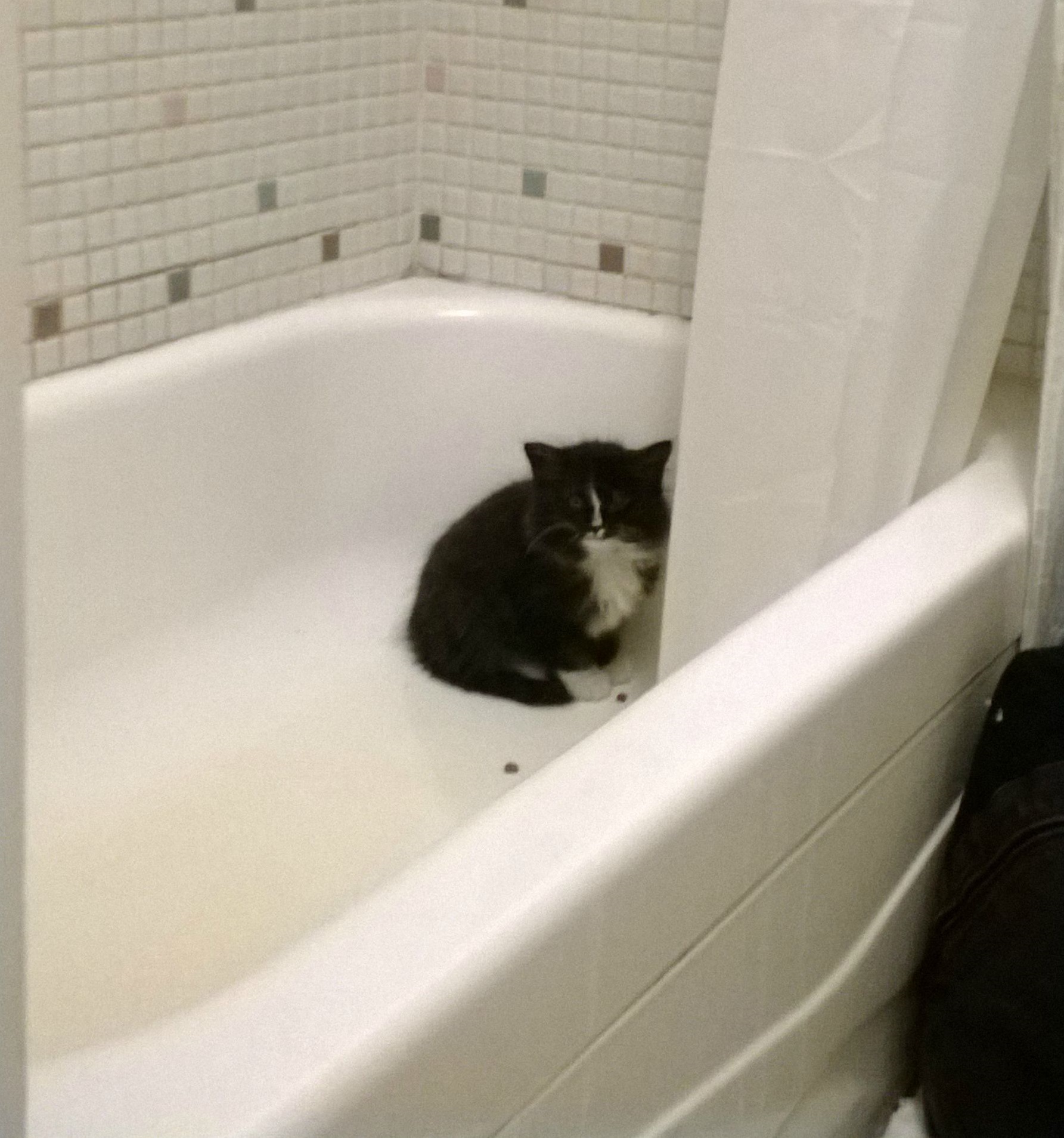 adopt23.jpg
