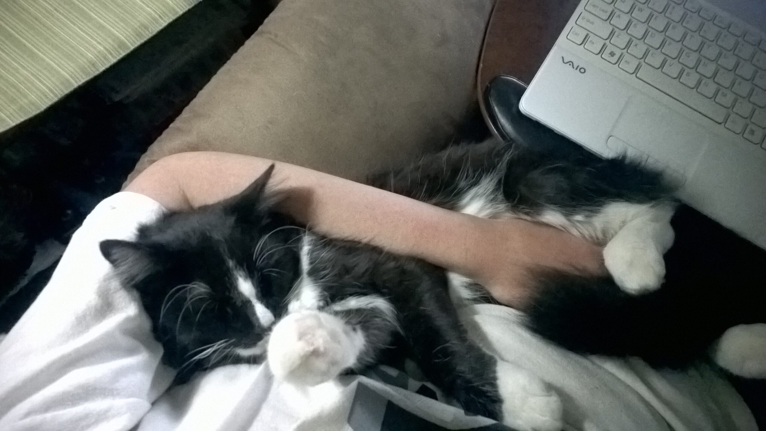adopt24.jpg