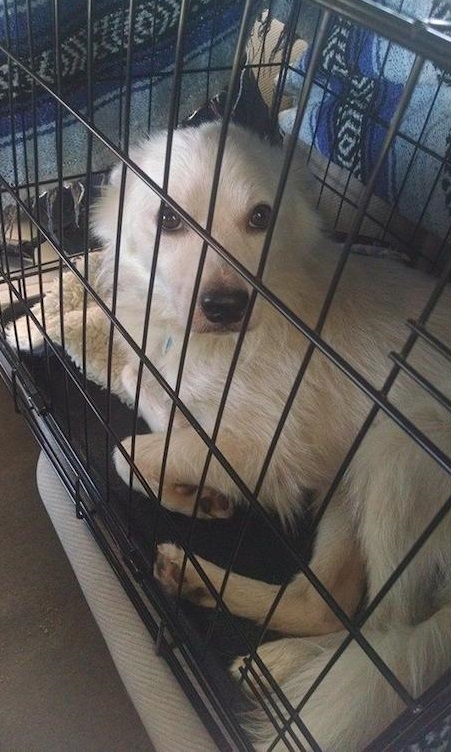 adopt25.jpg