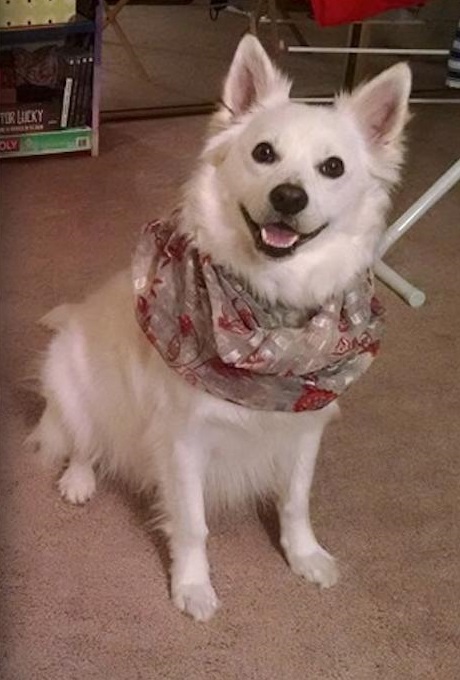 adopt26.jpg