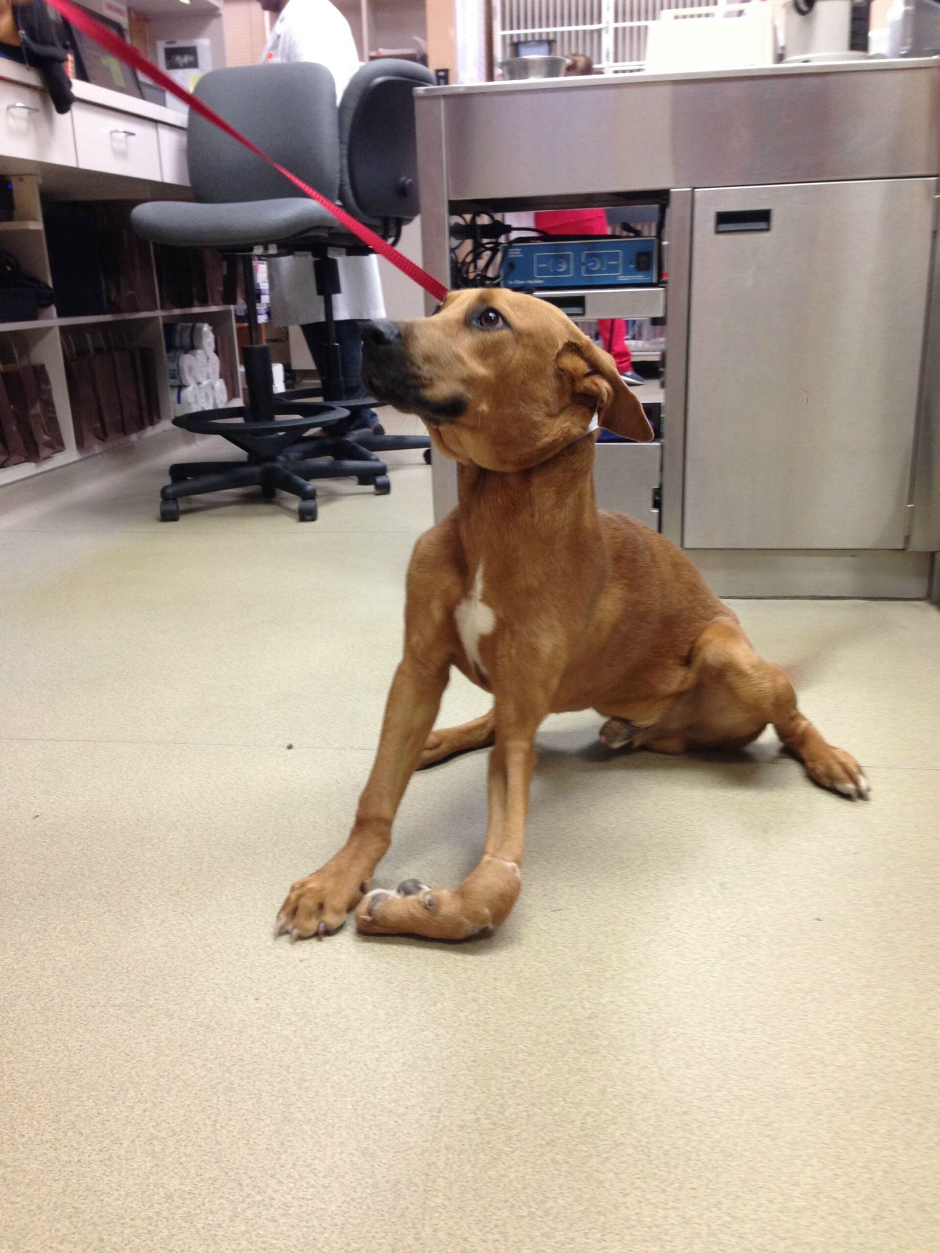 adopt27.jpg