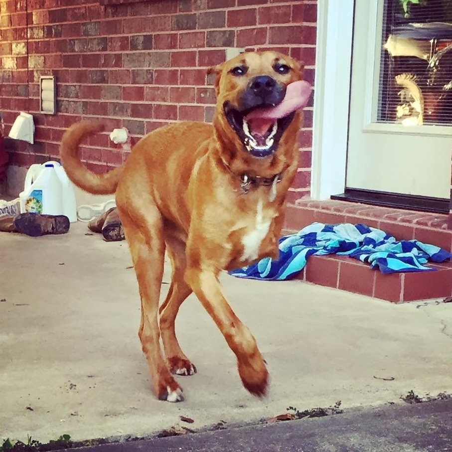 adopt281.jpg