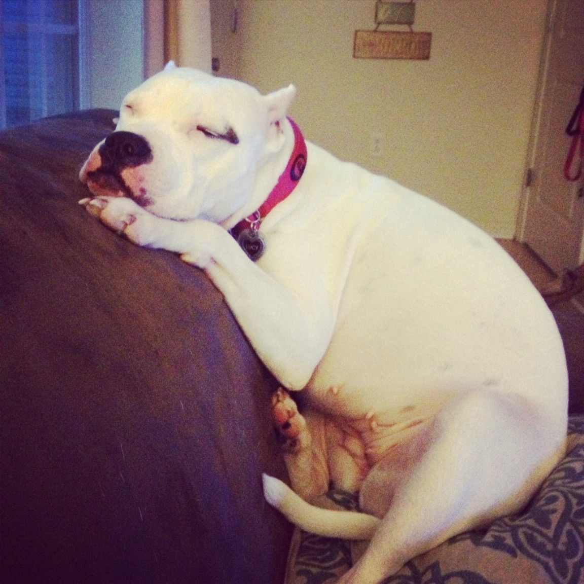 adopt4.jpg