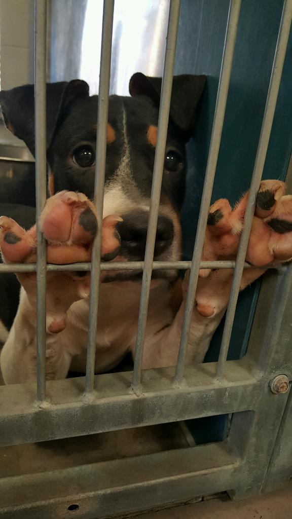 adopt7.jpg