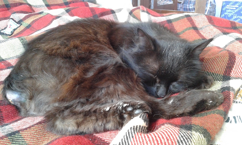 adopt9.jpg